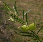 Gomphocarpus fruticosus subsp. fruticosus