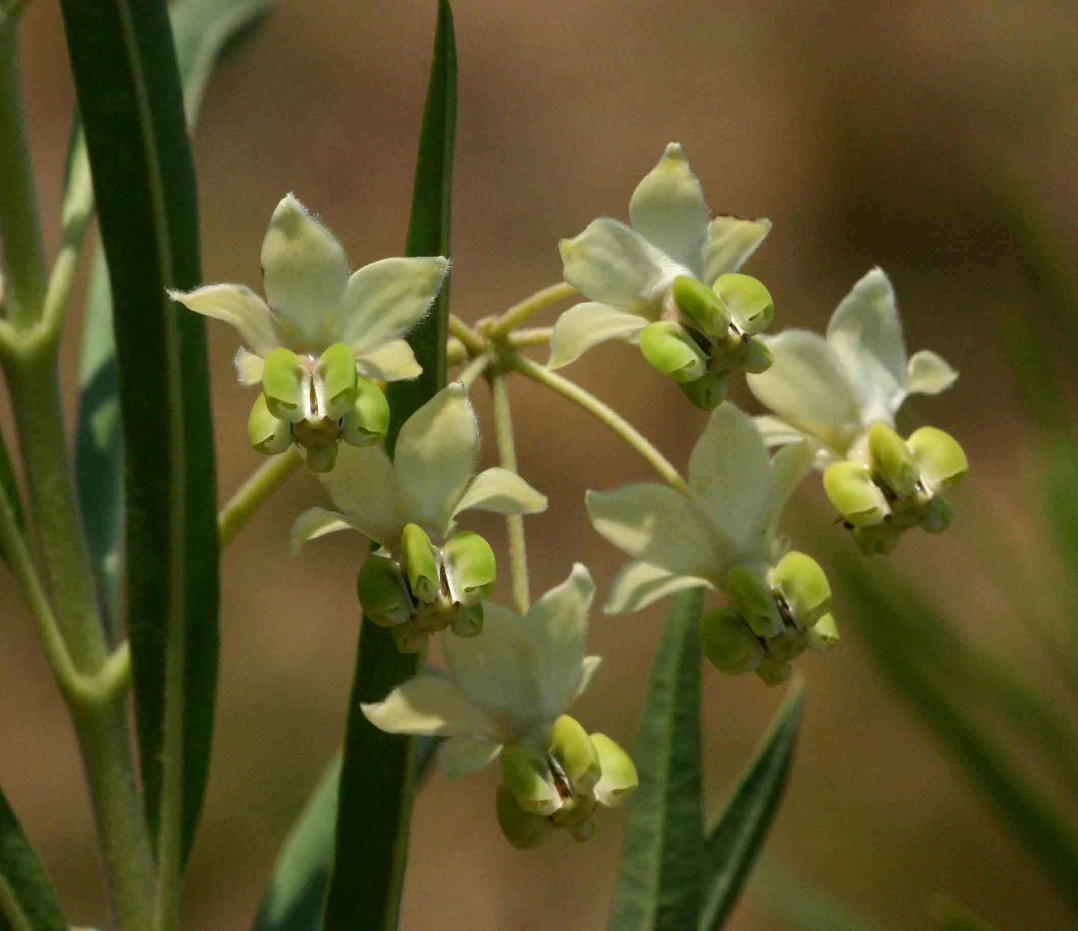 Gomphocarpus fruticosus subsp. fruticosus Gomphocarpus fruticosus subsp. fruticosus