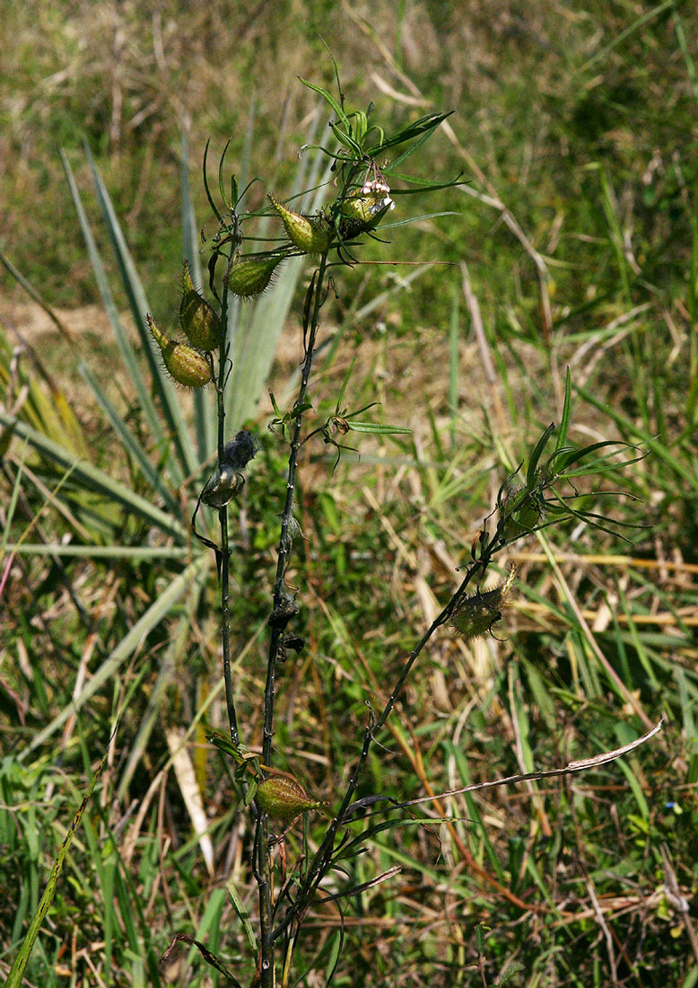 Gomphocarpus fruticosus subsp. fruticosus Gomphocarpus fruticosus subsp. fruticosus