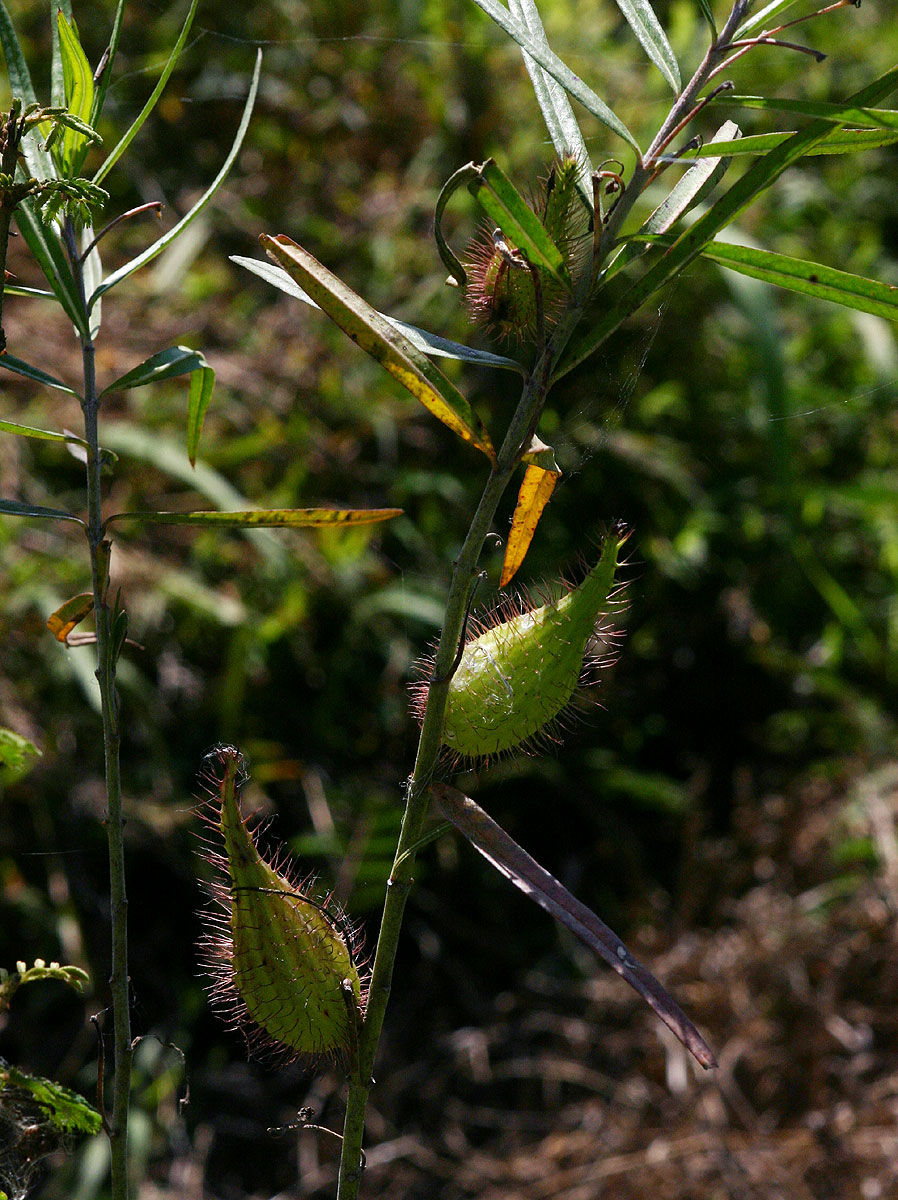 Gomphocarpus fruticosus subsp. fruticosus Gomphocarpus fruticosus subsp. fruticosus