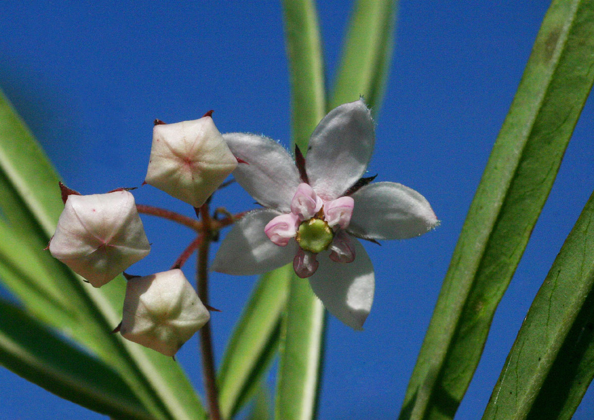Gomphocarpus fruticosus subsp. fruticosus Gomphocarpus fruticosus subsp. fruticosus