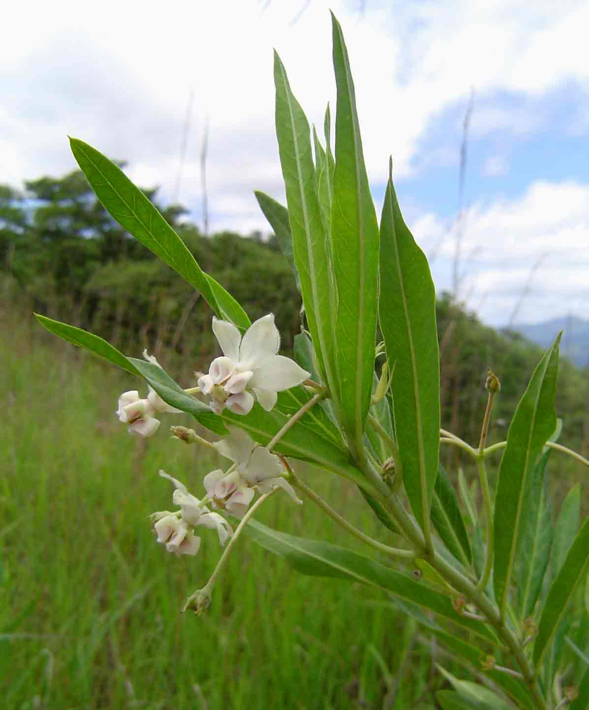 Gomphocarpus physocarpus