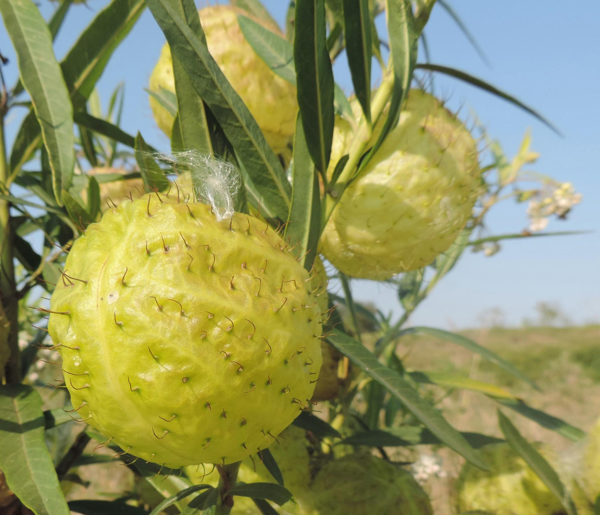 Gomphocarpus physocarpus Gomphocarpus physocarpus