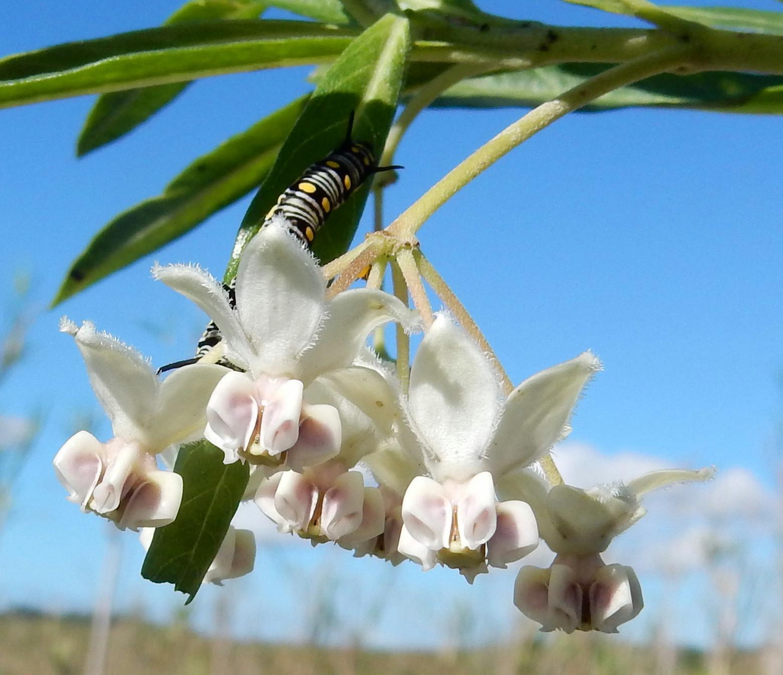 Gomphocarpus physocarpus Gomphocarpus physocarpus