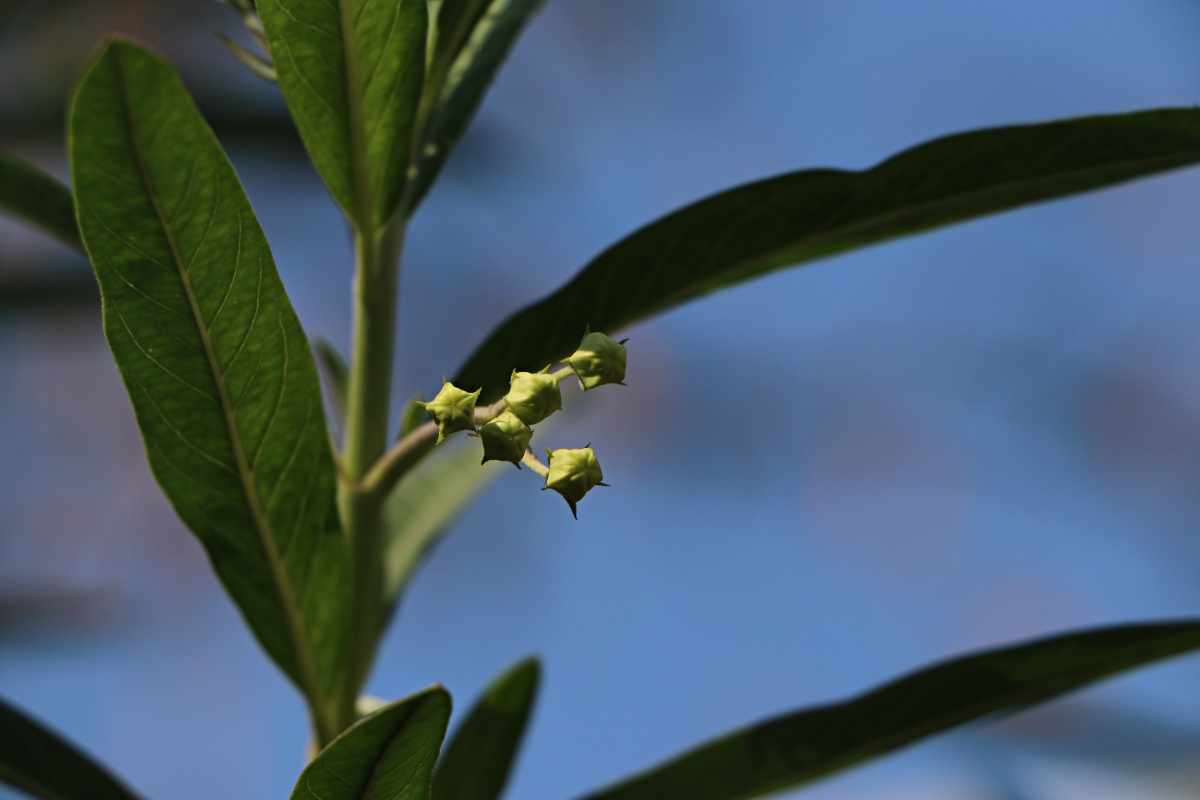 Gomphocarpus physocarpus Gomphocarpus physocarpus