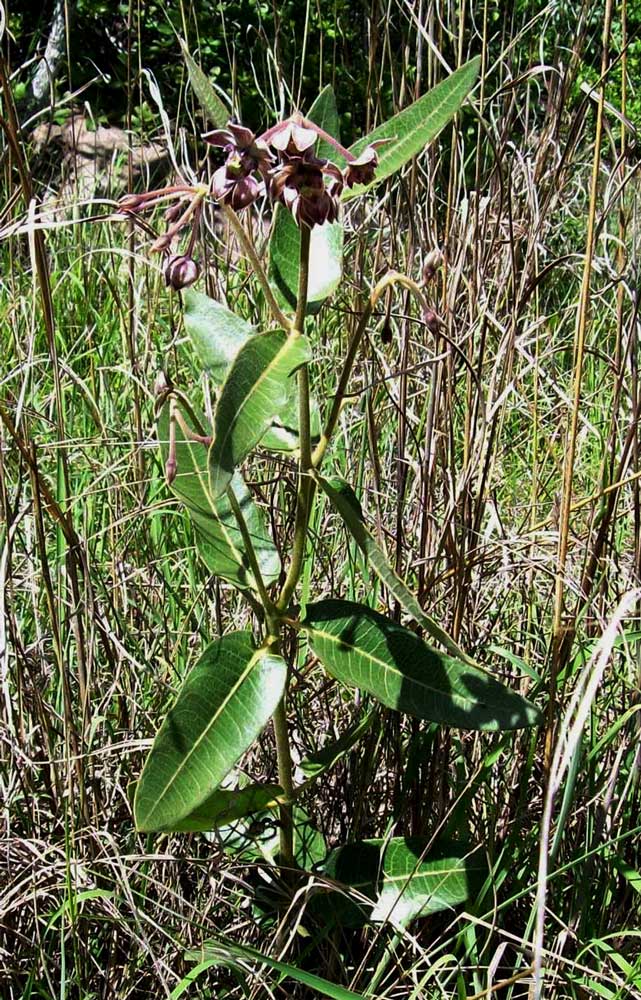 Pachycarpus bisacculatus Pachycarpus bisacculatus