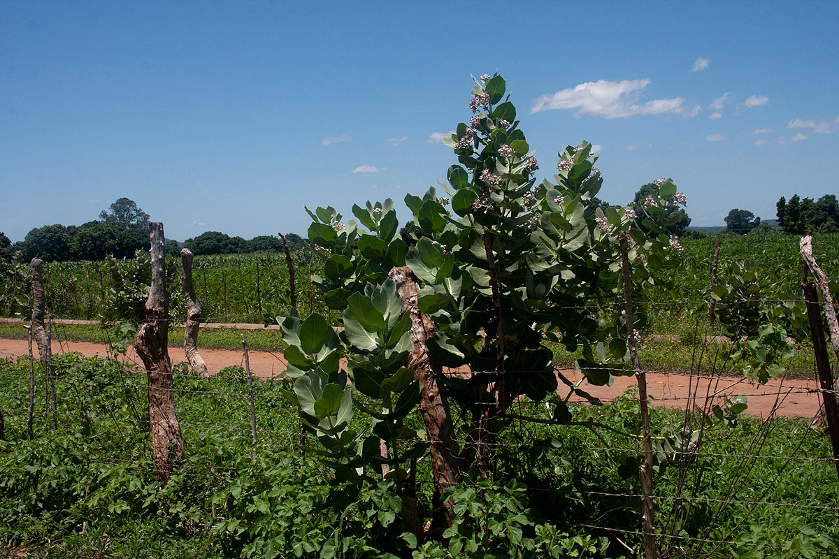 Calotropis procera Calotropis procera