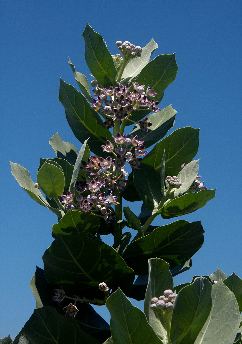 Calotropis procera Calotropis procera