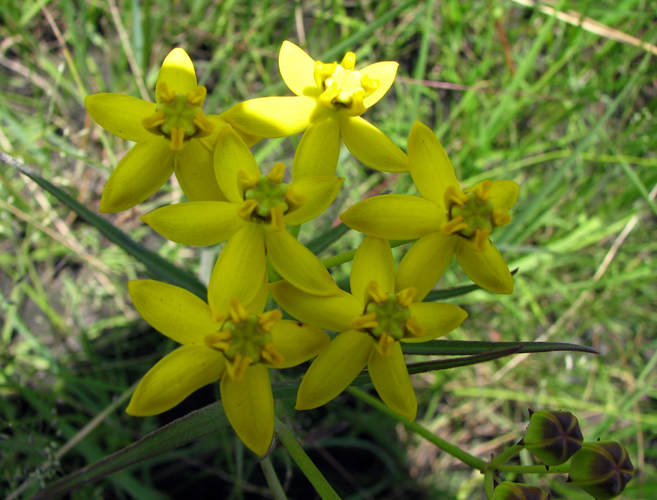 Stathmostelma fornicatum subsp. fornicatum Stathmostelma fornicatum subsp. fornicatum