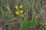 Stathmostelma fornicatum subsp. fornicatum