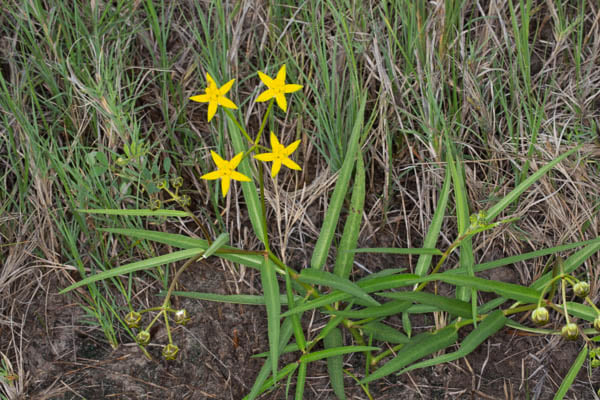 Stathmostelma fornicatum subsp. fornicatum Stathmostelma fornicatum subsp. fornicatum