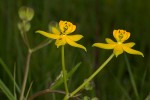 Stathmostelma fornicatum subsp. fornicatum