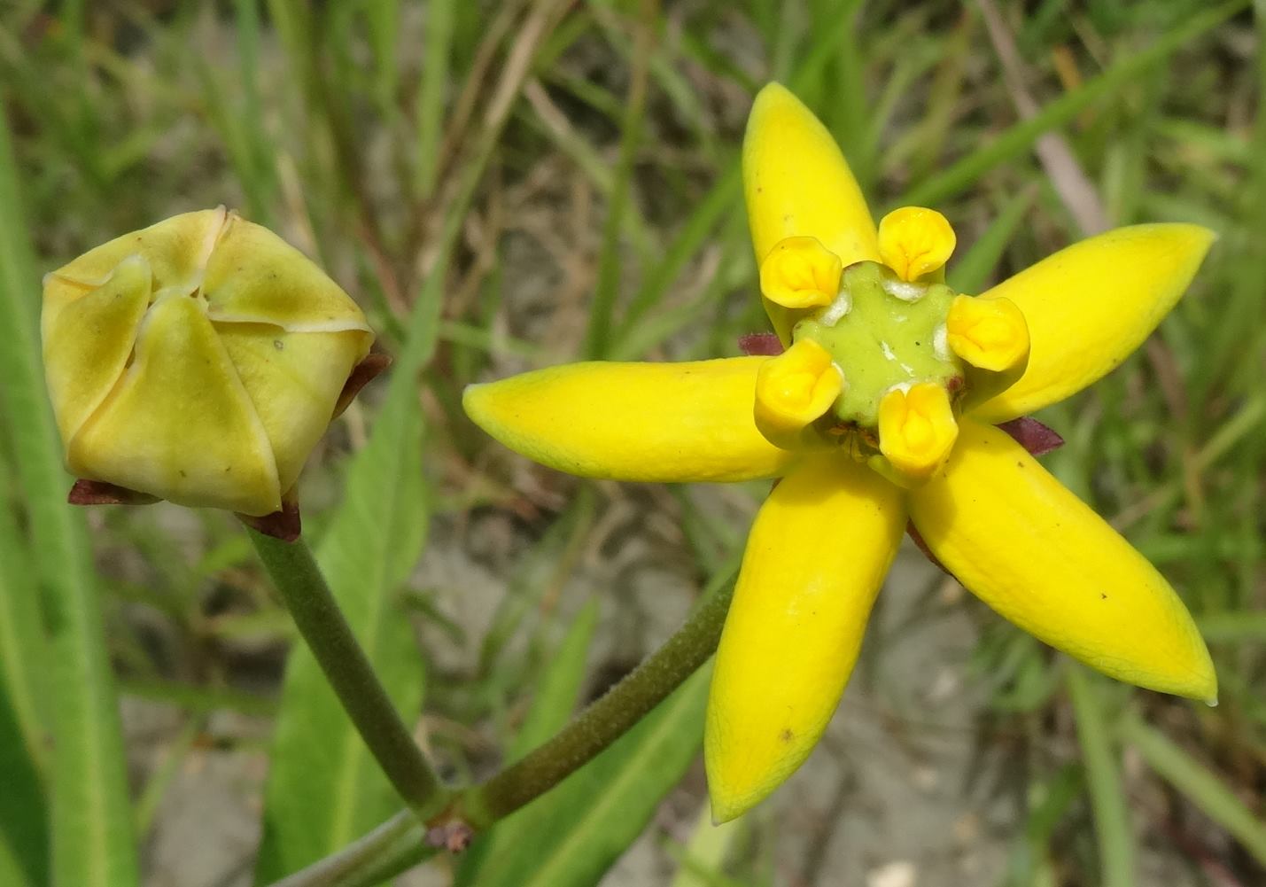 Stathmostelma fornicatum subsp. fornicatum Stathmostelma fornicatum subsp. fornicatum