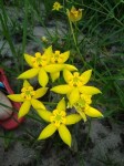 Stathmostelma fornicatum subsp. fornicatum