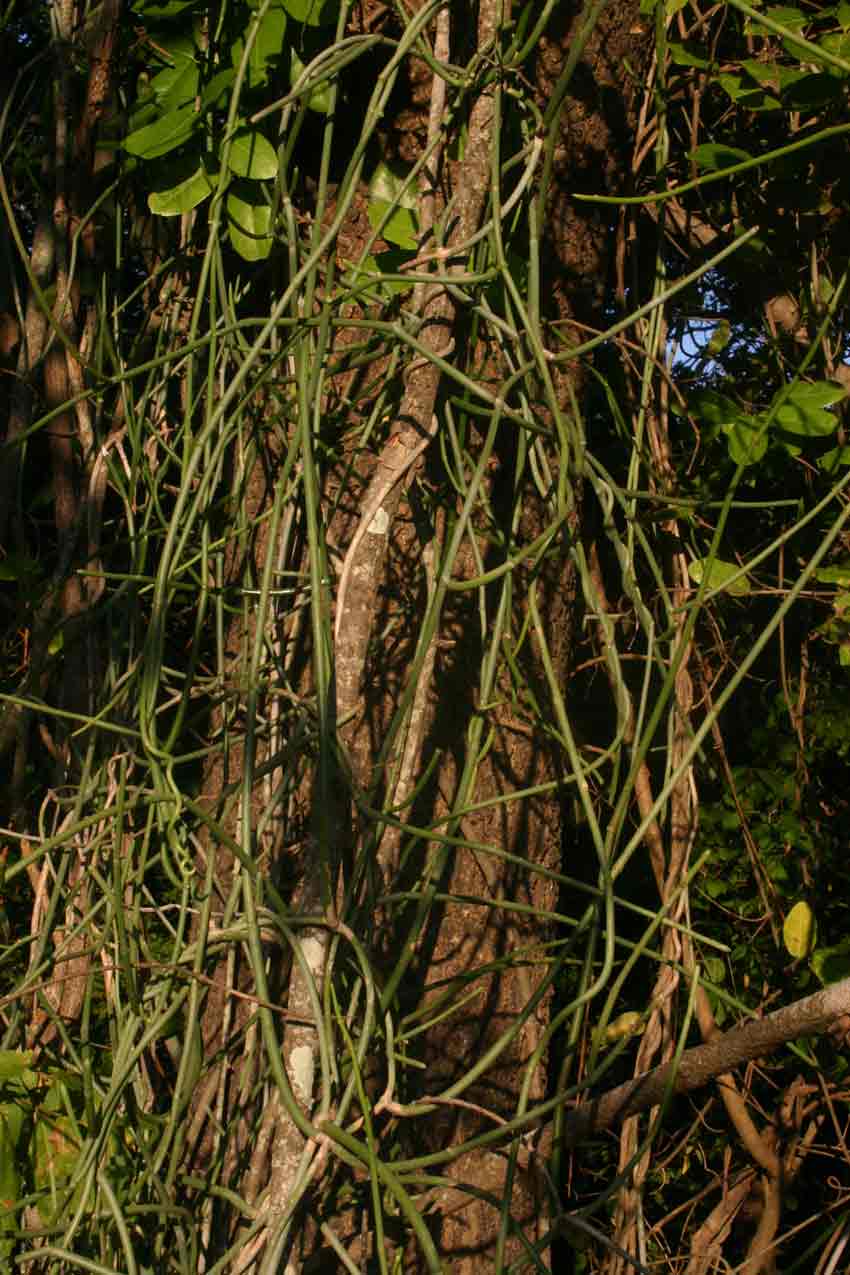 Cynanchum viminale subsp. suberosum Cynanchum viminale subsp. suberosum