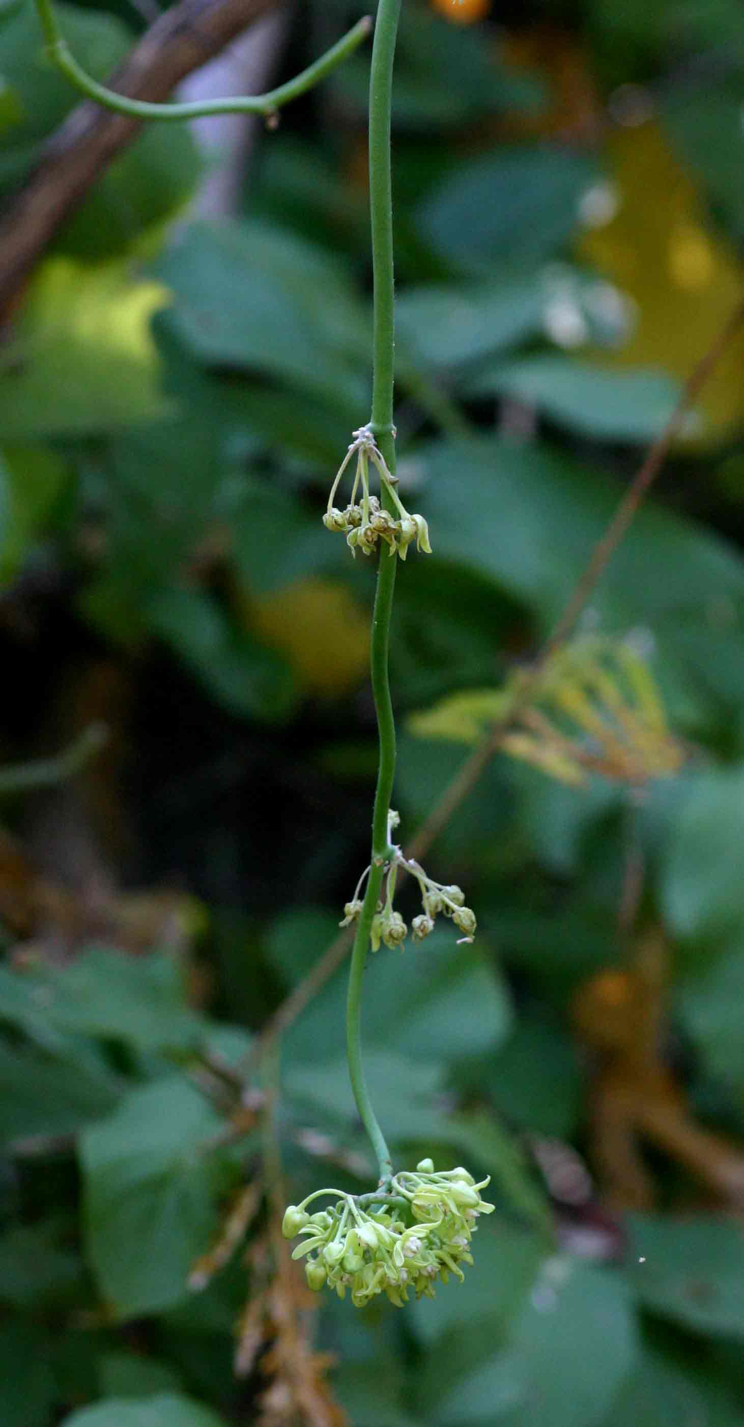 Cynanchum viminale subsp. suberosum Cynanchum viminale subsp. suberosum