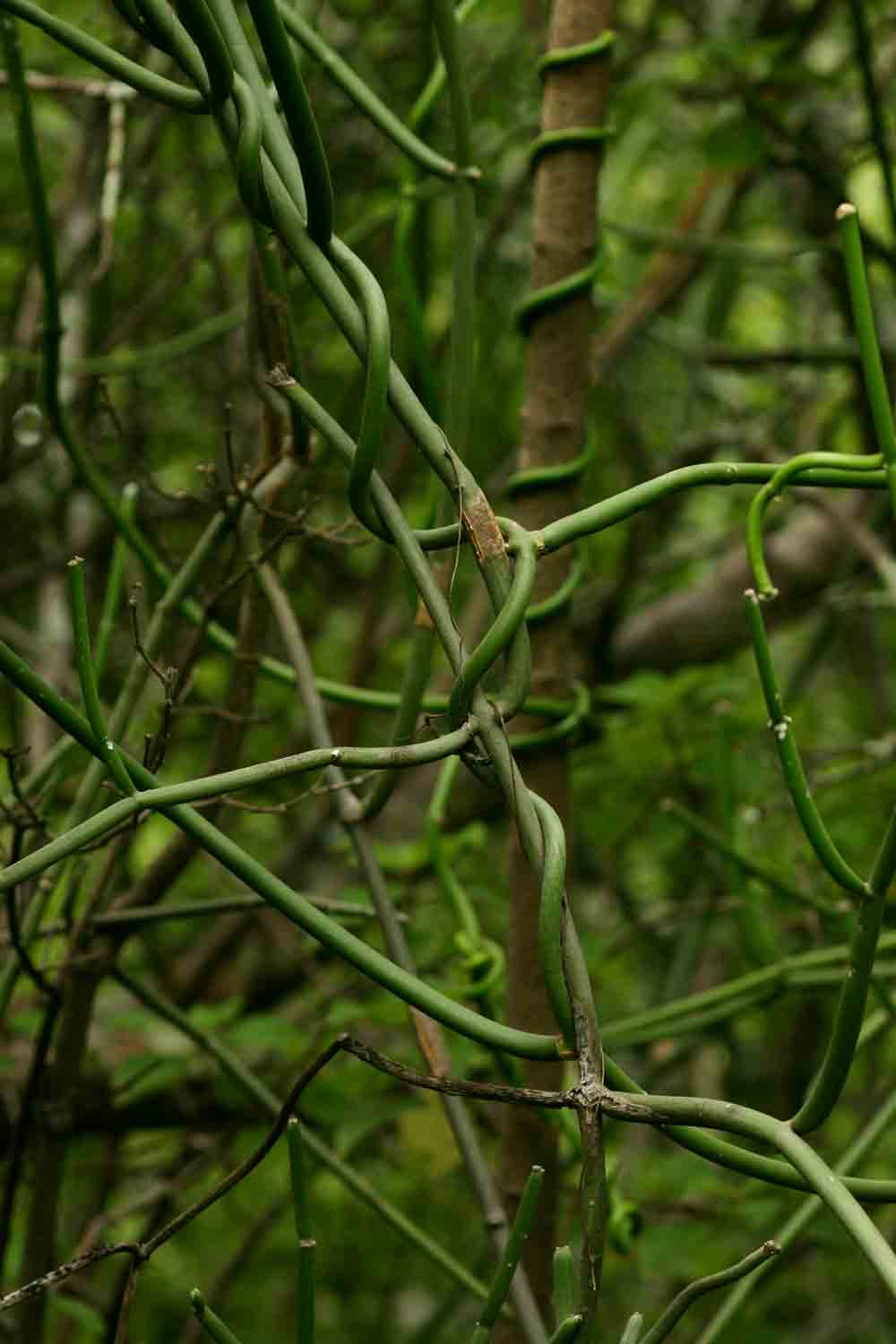 Cynanchum viminale subsp. suberosum Cynanchum viminale subsp. suberosum