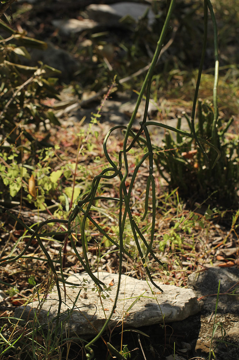 Cynanchum viminale subsp. suberosum Cynanchum viminale subsp. suberosum
