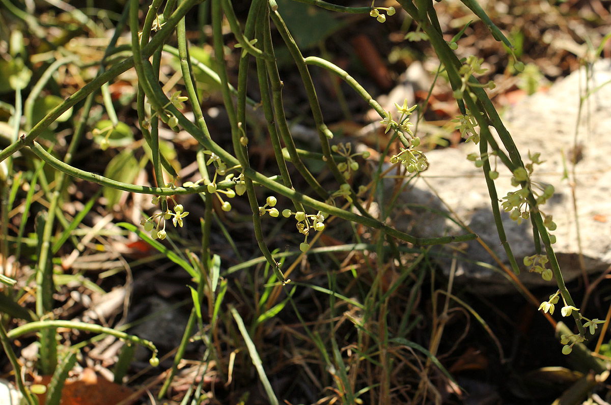 Cynanchum viminale subsp. suberosum Cynanchum viminale subsp. suberosum
