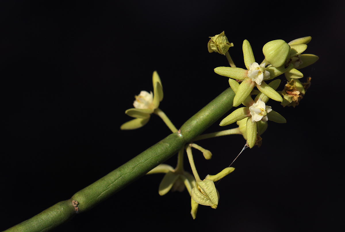 Cynanchum viminale subsp. suberosum Cynanchum viminale subsp. suberosum