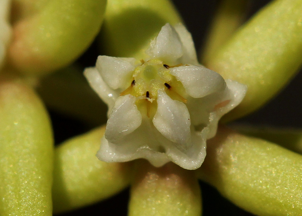 Cynanchum viminale subsp. suberosum Cynanchum viminale subsp. suberosum