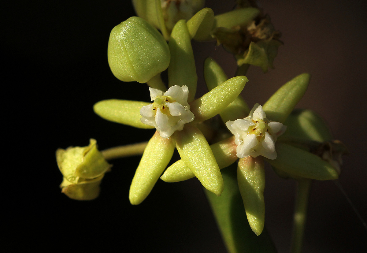 Cynanchum viminale subsp. suberosum Cynanchum viminale subsp. suberosum