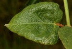 Orthanthera jasminiflora