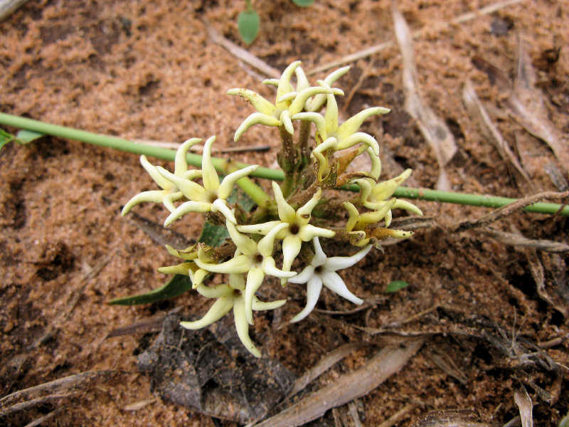 Orthanthera jasminiflora Orthanthera jasminiflora