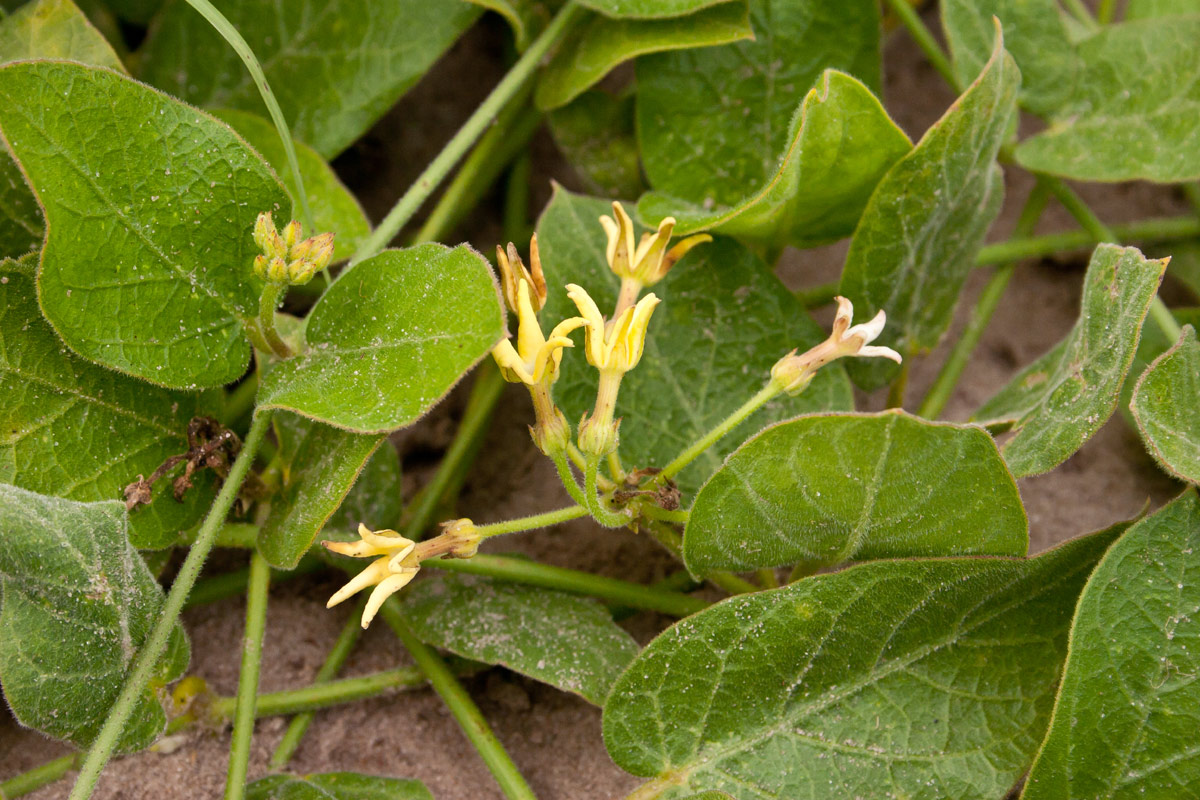 Orthanthera jasminiflora Orthanthera jasminiflora
