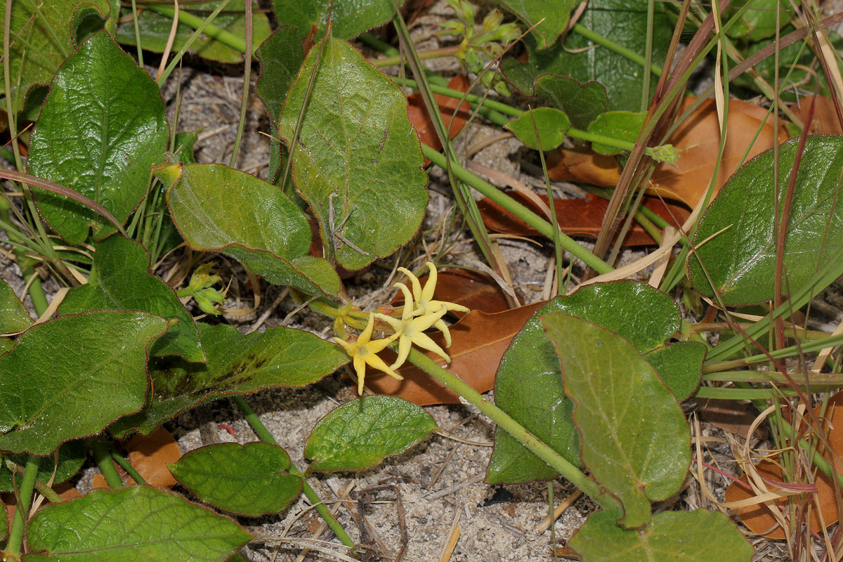 Orthanthera jasminiflora Orthanthera jasminiflora