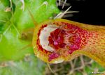 Tavaresia barklyi