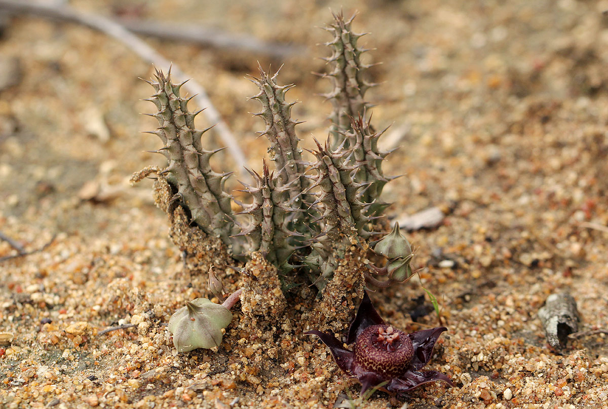 Duvalia polita var. polita Duvalia polita var. polita