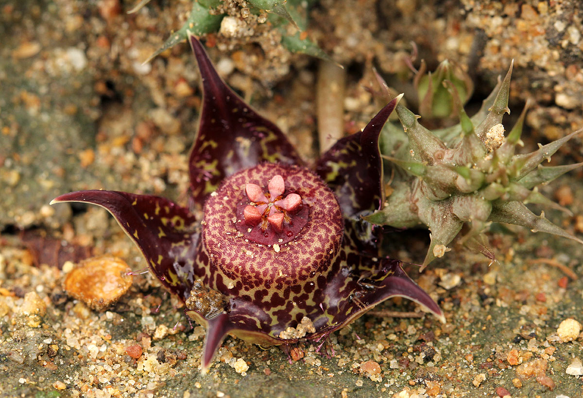 Duvalia polita var. polita Duvalia polita var. polita