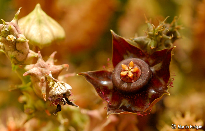 Duvalia polita var. polita Duvalia polita var. polita