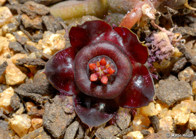 Duvalia polita var. polita Duvalia polita var. polita