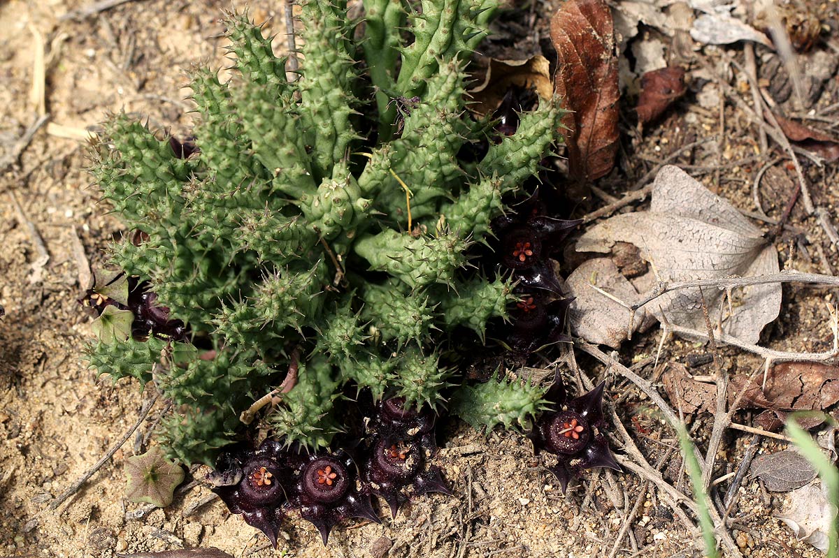 Duvalia polita var. polita Duvalia polita var. polita