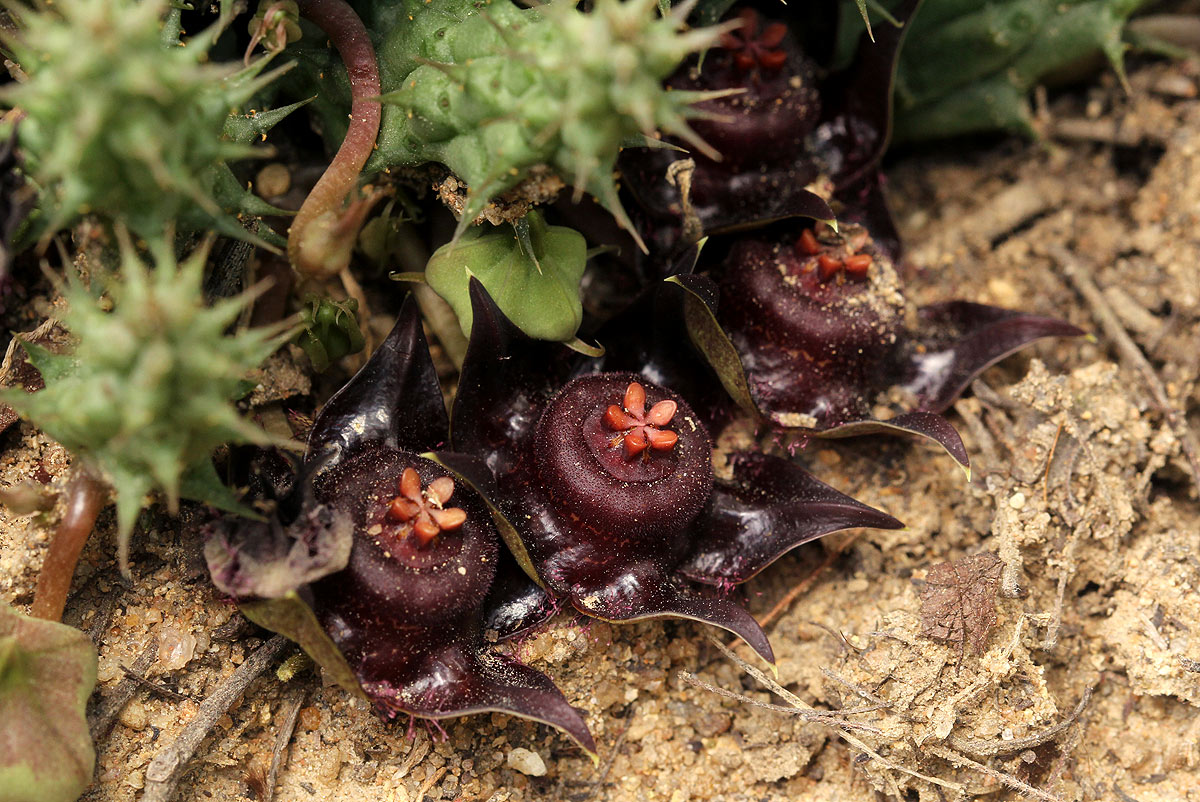 Duvalia polita var. polita Duvalia polita var. polita