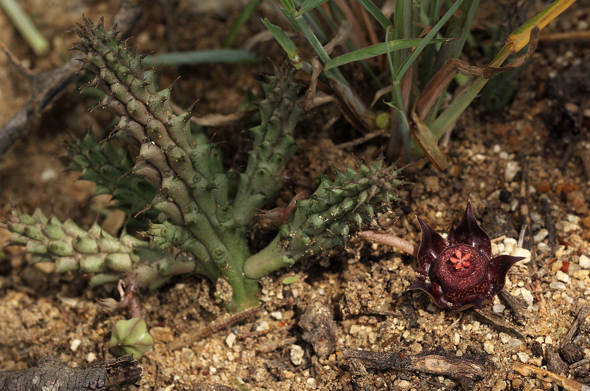 Duvalia polita var. polita Duvalia polita var. polita