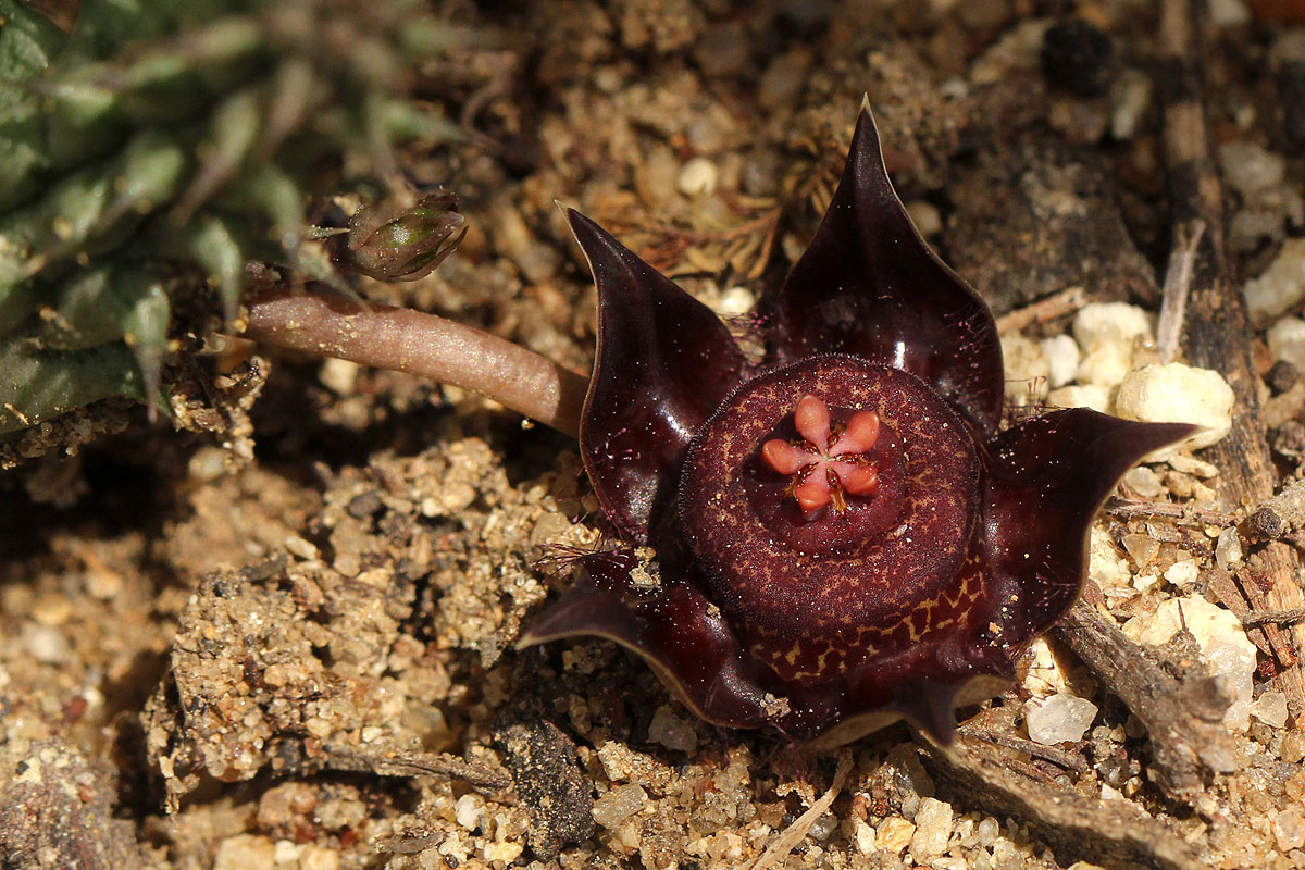 Duvalia polita var. polita Duvalia polita var. polita