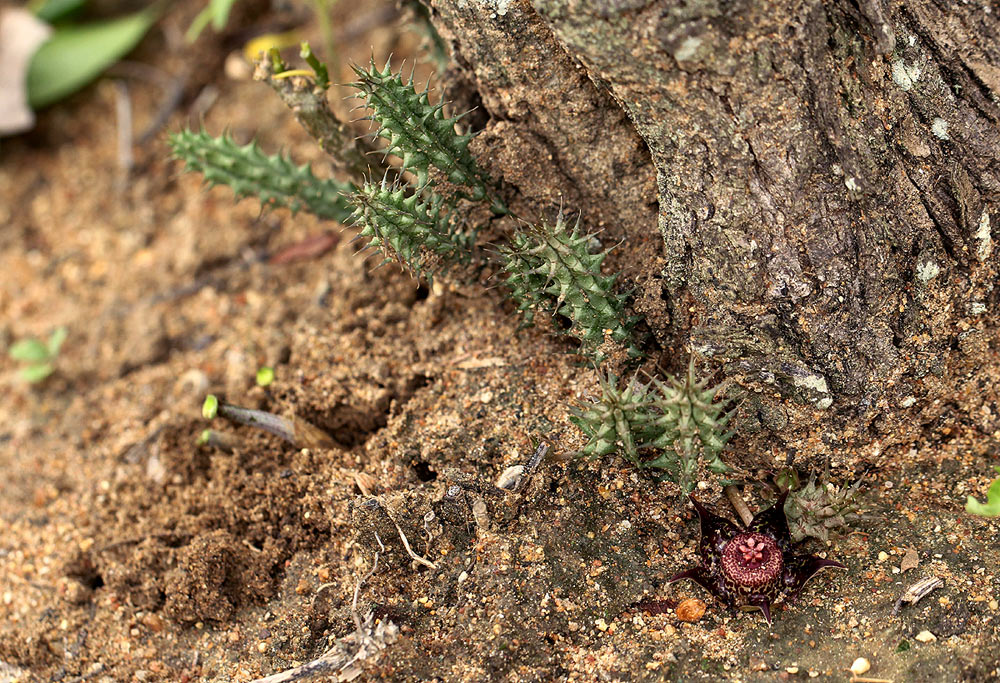 Duvalia polita var. polita Duvalia polita var. polita