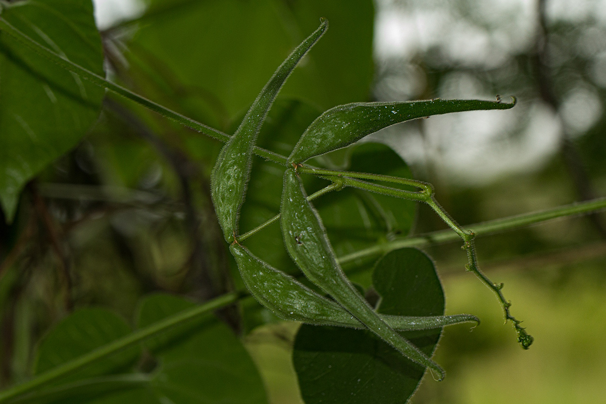 Pergularia daemia subsp. daemia