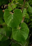Pergularia daemia subsp. daemia