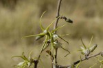 Fockea angustifolia