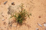 Fockea angustifolia