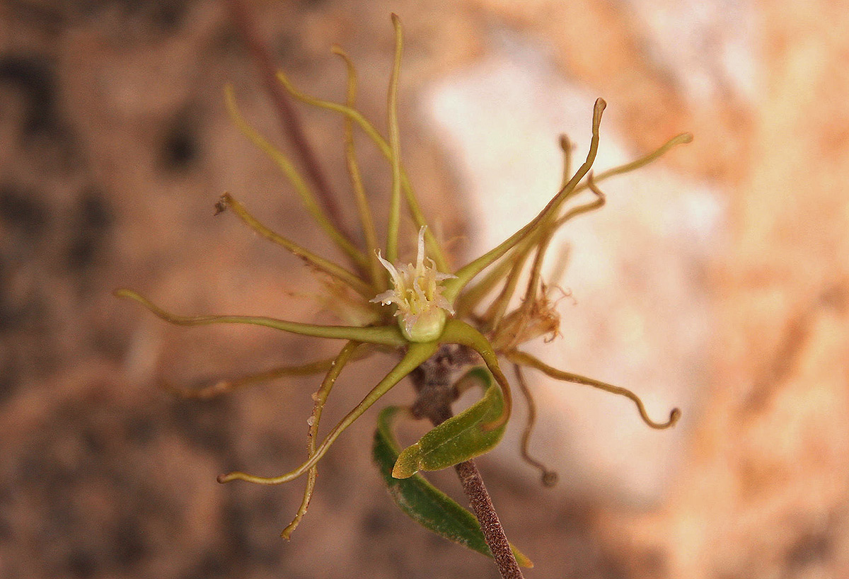 Fockea angustifolia