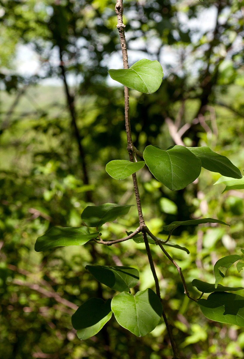 Fockea multiflora Fockea multiflora