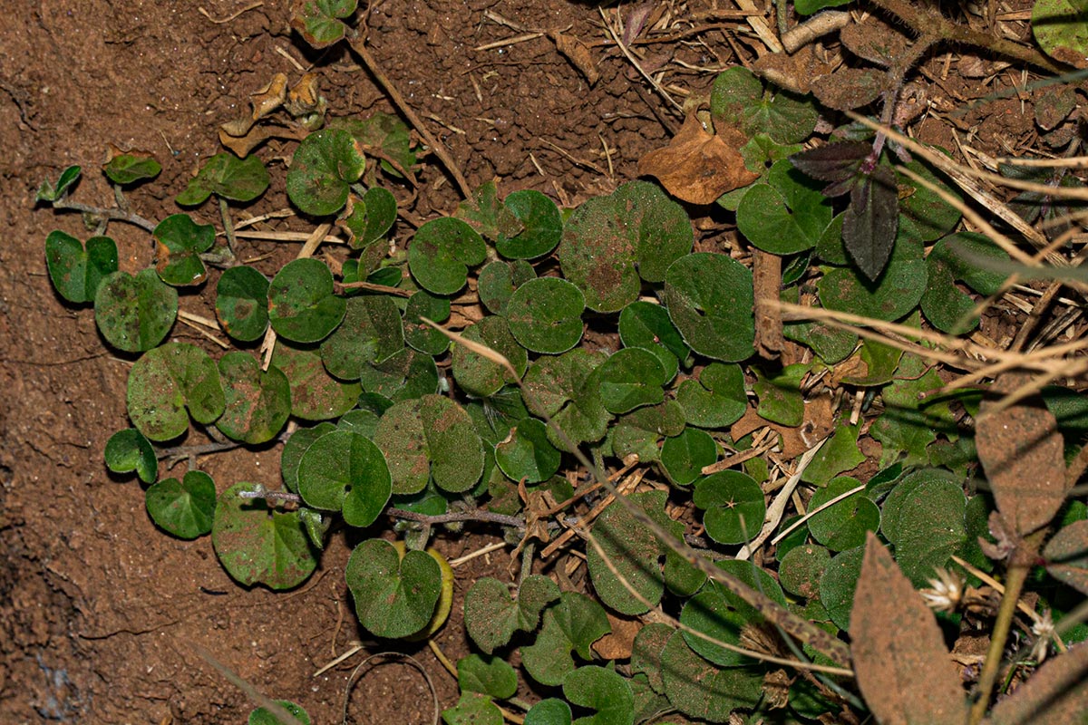 Dichondra micrantha Dichondra micrantha