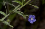 Evolvulus alsinoides var. alsinoides