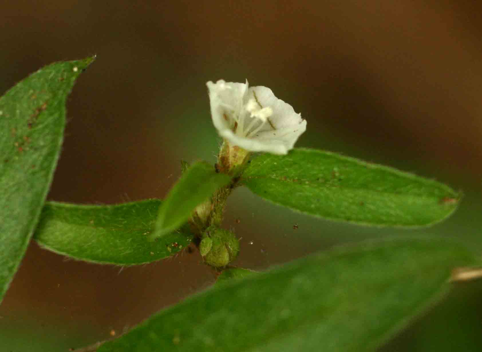 Seddera suffruticosa var. suffruticosa Seddera suffruticosa var. suffruticosa