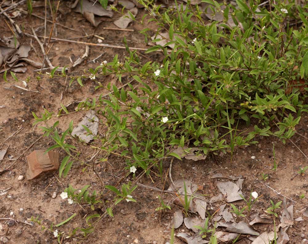 Seddera suffruticosa var. suffruticosa Seddera suffruticosa var. suffruticosa